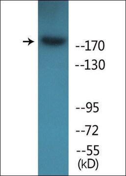 Anti-phospho-ALK (pTyr1604) antibody produced in rabbit affinity isolated antibody