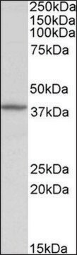 Anti-DCN antibody produced in goat affinity isolated antibody, buffered aqueous solution