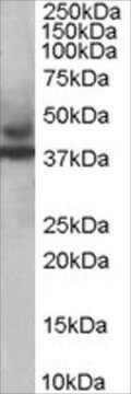 Anti-MURF3/TRIM54 antibody produced in goat affinity isolated antibody, buffered aqueous solution