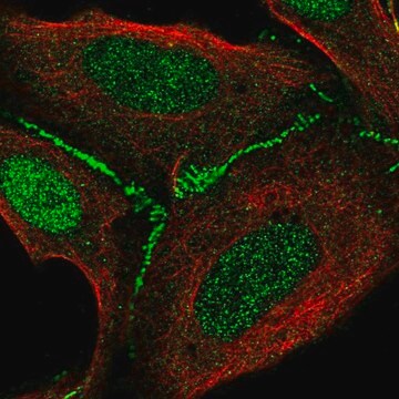 Anti-FAM126B antibody produced in rabbit Prestige Antibodies&#174; Powered by Atlas Antibodies, affinity isolated antibody