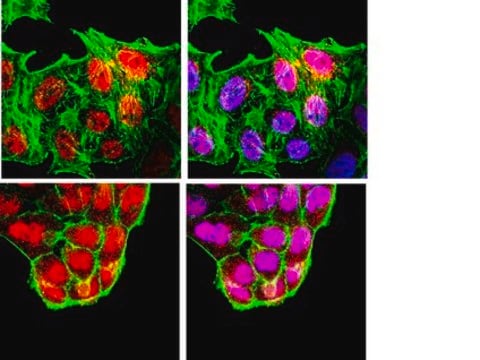 Anti-Brn-3a Antibody Chemicon&#174;, from rabbit