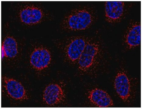 Monoclonal Anti-STIM1 antibody produced in mouse clone CDN3H4