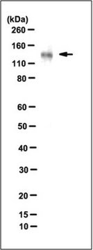 Anti-Sulf-2 Antibody, clone 2B4 clone 2B4, from mouse