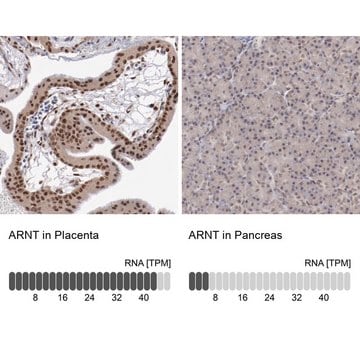 抗ARNT抗体 ウサギ宿主抗体 Prestige Antibodies&#174; Powered by Atlas Antibodies, affinity isolated antibody, buffered aqueous glycerol solution