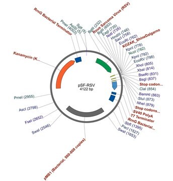 PSF-RSV - RSV PROMOTER PLASMID plasmid vector for molecular cloning