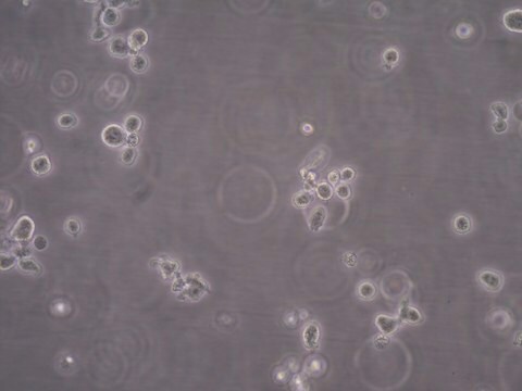 ANBL-6 Plasma Cell Myeloma Cell Line