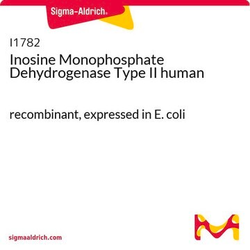 Inosine Monophosphate Dehydrogenase Type II human recombinant, expressed in E. coli