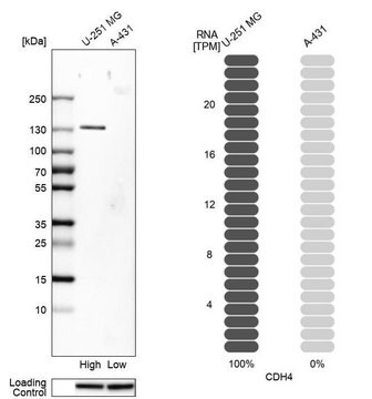 Anti-CDH4 antibody produced in rabbit Prestige Antibodies&#174; Powered by Atlas Antibodies, affinity isolated antibody, buffered aqueous glycerol solution