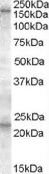 Anti-SUR1/ABCC8 antibody produced in goat affinity isolated antibody, buffered aqueous solution