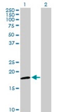 Anti-NDUFAB1 antibody produced in rabbit purified immunoglobulin, buffered aqueous solution