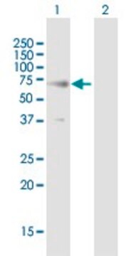 Anti-RTN2 antibody produced in mouse purified immunoglobulin, buffered aqueous solution