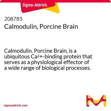 Calmodulin, Porcine Brain Calmodulin, Porcine Brain, is a ubiquitous Ca2+-binding protein that serves as a physiological effector of a wide range of biological processes. Purified from porcine brain.