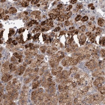 Anti-RAB29 antibody produced in rabbit Prestige Antibodies&#174; Powered by Atlas Antibodies, affinity isolated antibody, buffered aqueous glycerol solution