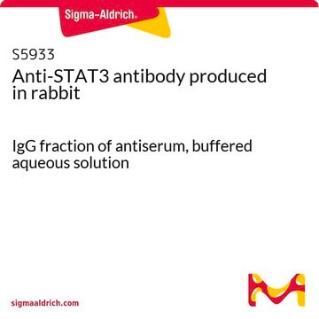 Anti-STAT3 antibody produced in rabbit IgG fraction of antiserum, buffered aqueous solution