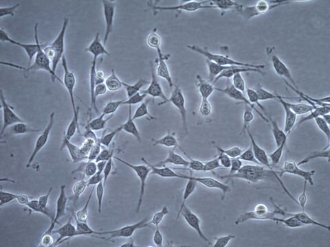 OSUMMER.1 Mouse NRAS-Mutant Melanoma Cell Line