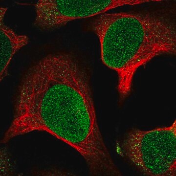 Anti-MTBP antibody produced in rabbit Prestige Antibodies&#174; Powered by Atlas Antibodies, affinity isolated antibody