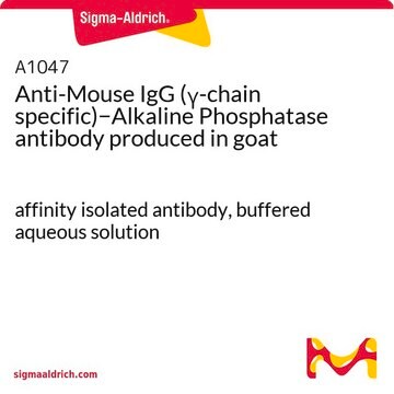 Anti-Mouse IgG (&#947;-chain specific)&#8722;Alkaline Phosphatase antibody produced in goat affinity isolated antibody, buffered aqueous solution