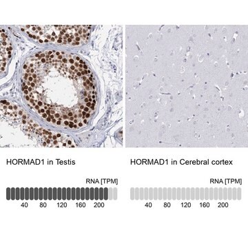 Anti-HORMAD1 antibody produced in rabbit Prestige Antibodies&#174; Powered by Atlas Antibodies, affinity isolated antibody, buffered aqueous glycerol solution