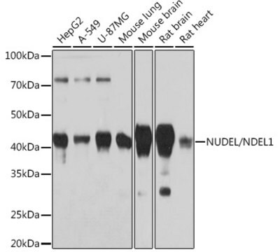 Anti-NUDEL/NDEL1 Antibody, clone 9C8T10, Rabbit Monoclonal