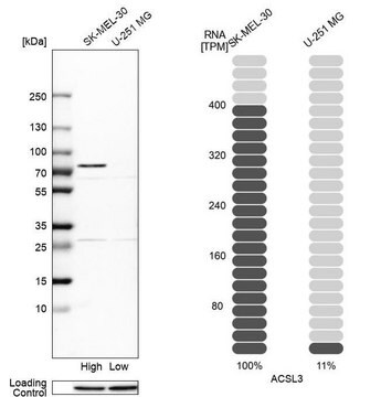 Anti-ACSL3 antibody produced in rabbit Prestige Antibodies&#174; Powered by Atlas Antibodies, affinity isolated antibody, buffered aqueous glycerol solution