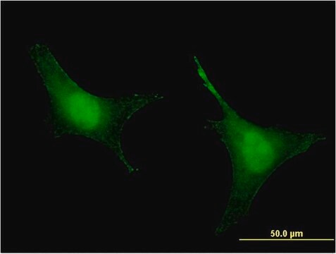 Monoclonal Anti-PREP antibody produced in mouse clone 2D7, purified immunoglobulin, buffered aqueous solution