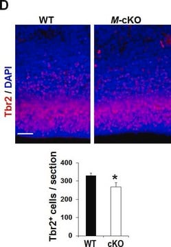 Anti-Tbr2 Antibody from rabbit, purified by affinity chromatography