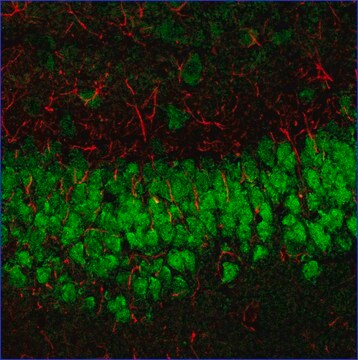 Anti-Mouse IgG (H+L), highly cross-adsorbed (min X Rat), CF&#8482;633 antibody produced in goat ~2&#160;mg/mL, affinity isolated antibody, buffered aqueous solution