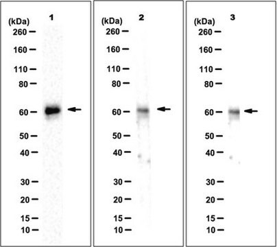 Anti-Ikaros Antibody, clone Ik14 clone Ik14, from mouse