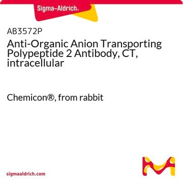 Anti-Organic Anion Transporting Polypeptide 2 Antibody, CT, intracellular Chemicon&#174;, from rabbit