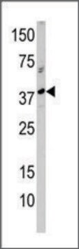 Anti-NMD3 (C-term) antibody produced in rabbit IgG fraction of antiserum, buffered aqueous solution