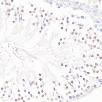 Anti-GLI1 antibody produced in rabbit