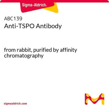 Anti-TSPO Antibody from rabbit, purified by affinity chromatography