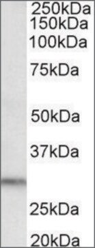 Anti-DAPP1 (C-terminal) antibody produced in goat affinity isolated antibody, buffered aqueous solution