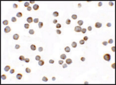 Anti-HIGD1A antibody produced in rabbit affinity isolated antibody