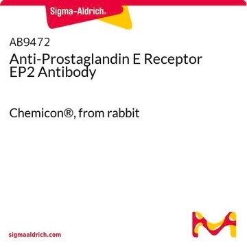 Anti-Prostaglandin E Receptor EP2 Antibody Chemicon&#174;, from rabbit