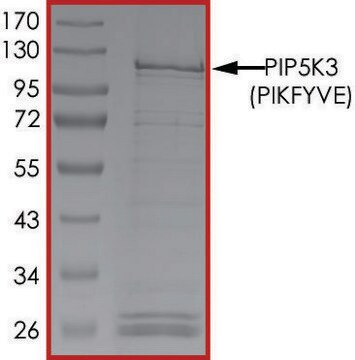 PIP5K3 (PIKFYVE), Active PRECISIO&#174; Kinase, recombinant