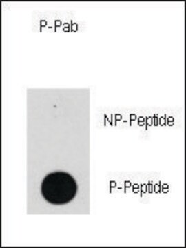 Anti-Phospho-PIK3CD-Y524 antibody produced in rabbit affinity isolated antibody, buffered aqueous solution