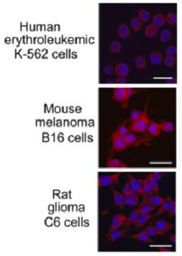 Anti- HSPA8/Hsc70 Antibody, clone N69 clone N69, from mouse