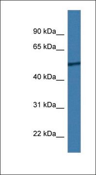 Anti-RCOR2 antibody produced in rabbit affinity isolated antibody