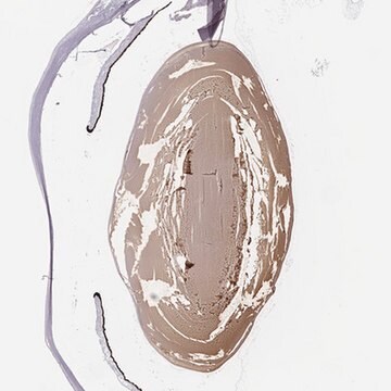 Anti-CRYAA antibody produced in rabbit Prestige Antibodies&#174; Powered by Atlas Antibodies, affinity isolated antibody