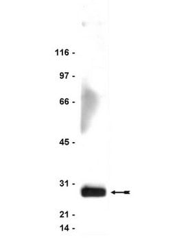 Anti-FADD Antibody, clone 1F7 clone 1F7, Upstate&#174;, from mouse