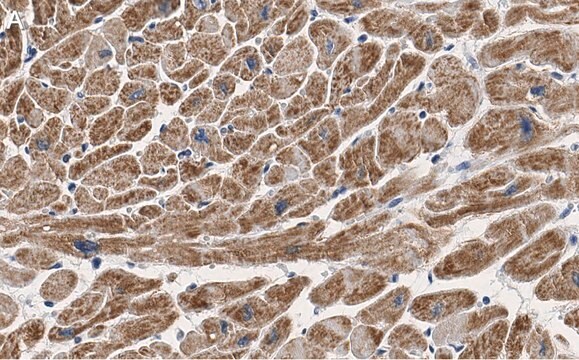 Anti-COX IV Antibody, clone 1L23 ZooMAb&#174; Rabbit Monoclonal recombinant, expressed in HEK 293 cells