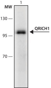 Anti-QRICH1 (16-30) antibody produced in rabbit IgG fraction of antiserum