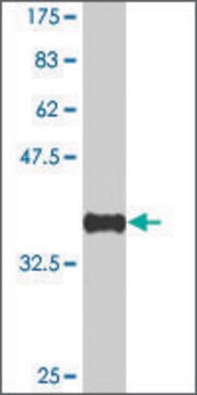 Monoclonal Anti-NSD1 antibody produced in mouse clone 1C12, purified immunoglobulin, buffered aqueous solution