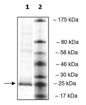 PLA2G12A human recombinant, expressed in mammalian cells, &#8805;80% (SDS-PAGE)