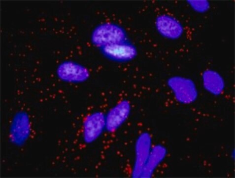 Monoclonal Anti-FGF10 antibody produced in mouse clone 3C7, purified immunoglobulin, buffered aqueous solution