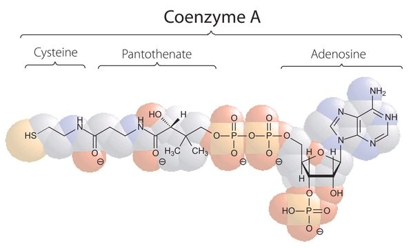 Coenzyme&#160;A sodium salt hydrate BioReagent, suitable for cell culture