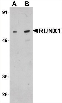 抗RUNX1抗体 ウサギ宿主抗体 affinity isolated antibody, buffered aqueous solution