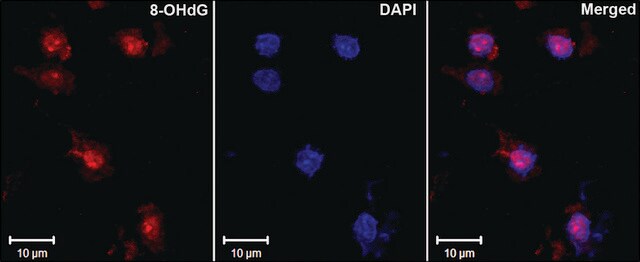 Monoclonal Anti-DNA/RNA Damage antibody produced in mouse clone 15A3, 1&#160;mg/mL, purified immunoglobulin