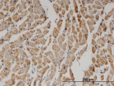 Monoclonal Anti-DECR1 antibody produced in mouse clone 3D4, purified immunoglobulin, buffered aqueous solution